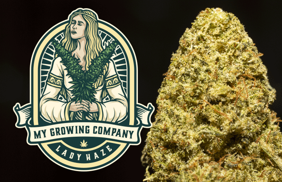 CBD Ziedi - LADY HAZE,  3gr. My growing company