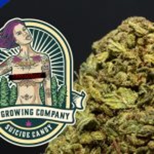 CBD Ziedi - SUICIDE CANDY, 3gr.(EXCLUSIVE LIMITED EDITION - INDOOR) My growing company